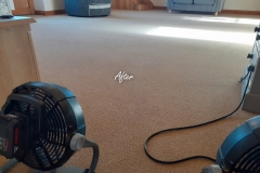 After carpet cleaning. Boosting carpet drying