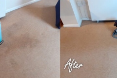 Pet and coffee stain removal