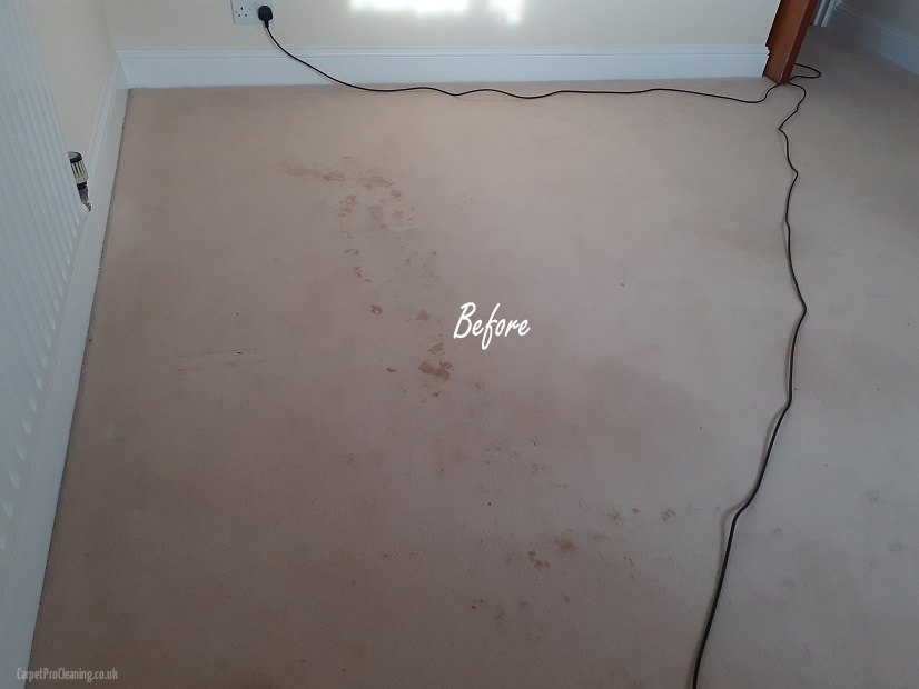 Monday’s carpet cleaning with stain treatment in Stourport-On-Severn