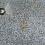 Enzymes carpet cleaning stain removal at Birkenhead