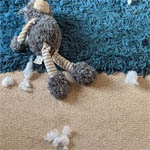 Carpet Care Tips for Pet Owners